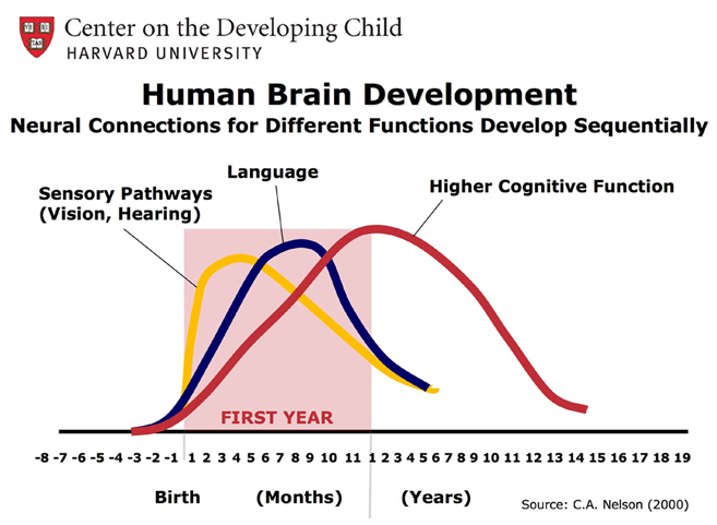 Brain Growth Chart
